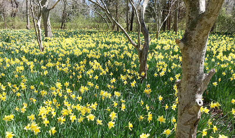 Daffodils-Parsons-Reserve-MCLD-3