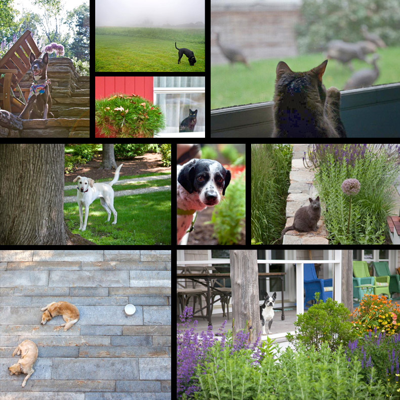 Matthew Cunningham Landscape Design Pets
