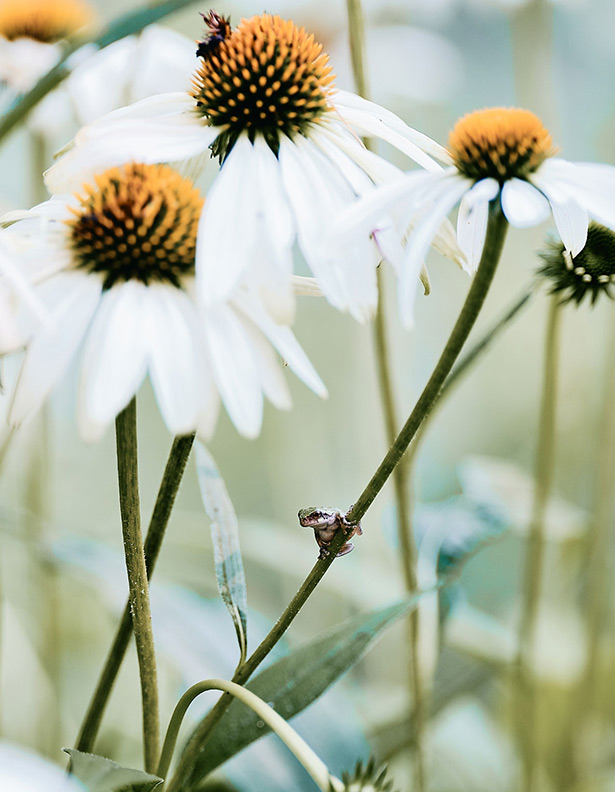 A tiny frog sits on the stem of an echinacea plant