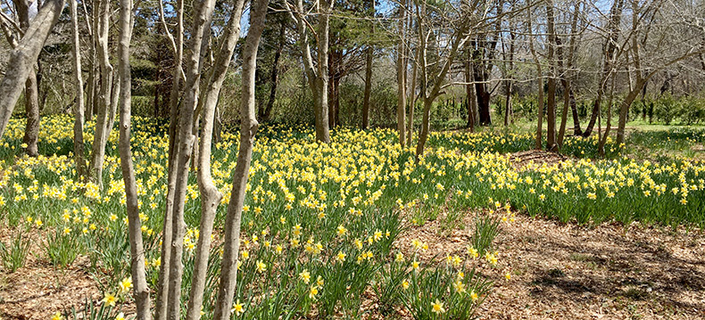 Daffodils-Parsons-Reserve-MCLD-1