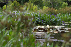 FEATURED-IMAGE-30-Matthew-Cunningham-Landscape-Design-Warren-Estate