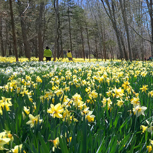 Matthew-Cunningham-Landscape-Design-Featured-Image