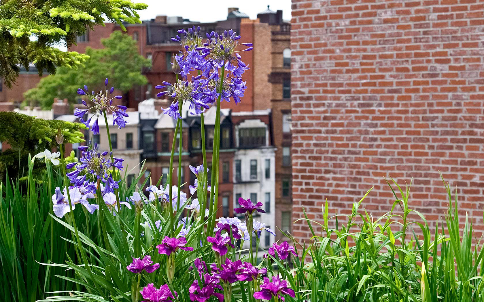 Commonwealth Avenue Rooftop