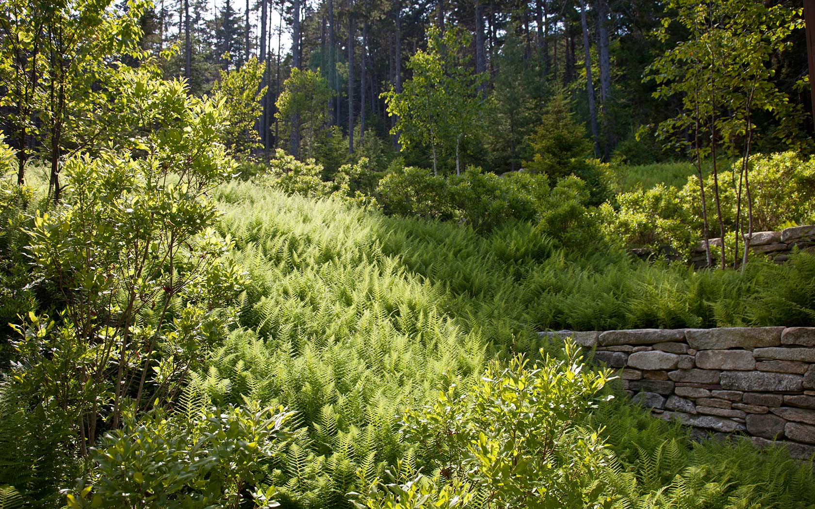 Le Petit Chalet Fern Slope