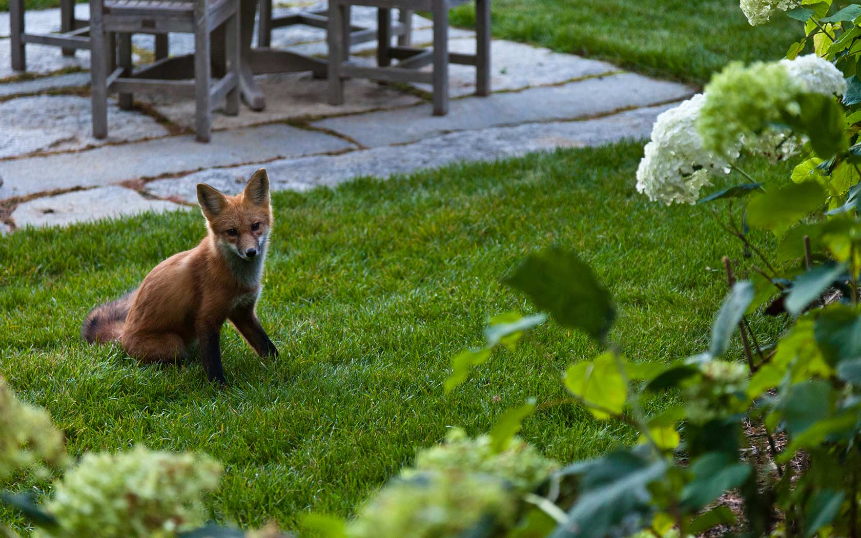 Le Petit Chalet Fox