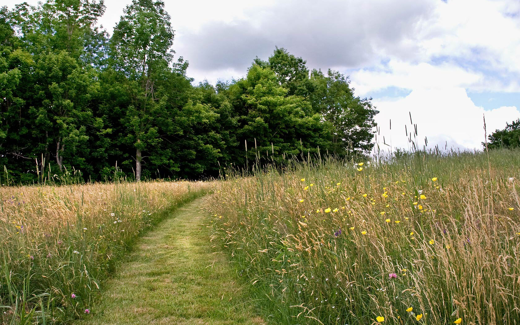 Meadow Path