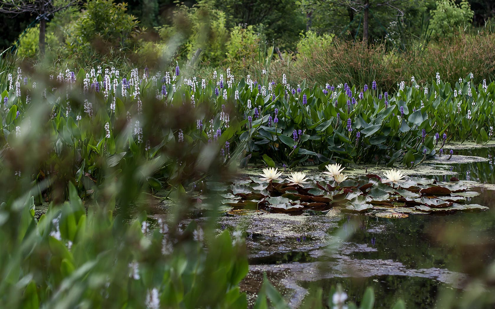 Warren Pond