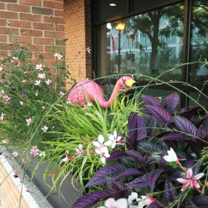 Matthew-Cunningham-Landscape-Design-Flamingo